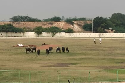 ದನ ಮೇಯುವ ತಾಣವಾದ ತಾಲೂಕಾ ಕ್ರೀಡಾಂಗಣ !